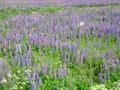 wild lupine